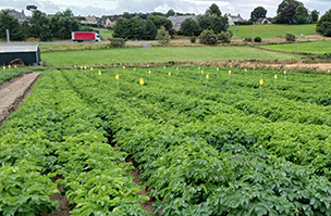 Promising potato trial boosts tuber numbers for Scottish seed grower